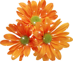 Оранжевые цветочки - Цветы GIF