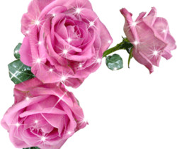 Розовые розы - Цветы GIF