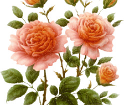 Блестящие розы - Цветы GIF