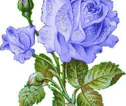 Голубая роза - Цветы GIF