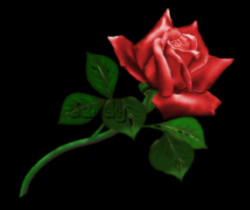 Красная роза на черном фоне - Цветы GIF