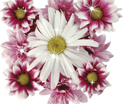 Хризантемы - Цветы GIF