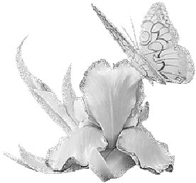 Белый цветок и белая бабочка