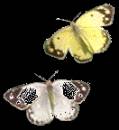 Бабочка-капустница анимация - Картинки бабочки анимашки