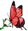 Бабочка на цветке анимация - Картинки бабочки анимашки