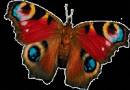 butterfly - Картинки бабочки анимашки