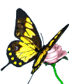 Бабочка и роза - Картинки бабочки анимашки