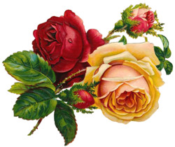 Розы - Картинки клипарт