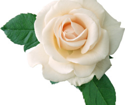 Белая роза - Картинки клипарт