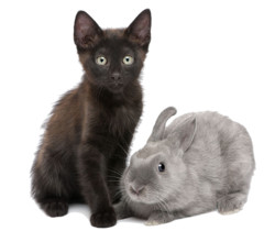 Чёрный котенок и серый кролик - Картинки клипарт