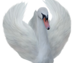 Белый лебедь - Картинки клипарт