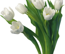 Белые тюльпаны - Картинки клипарт