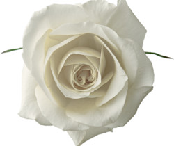 Белая живая роза - Картинки клипарт