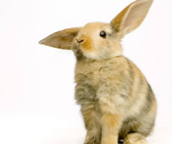 Персиковый кролик - Картинки клипарт