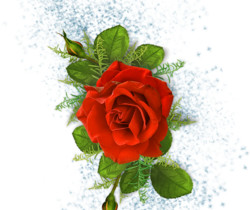 Алая роза - Картинки клипарт