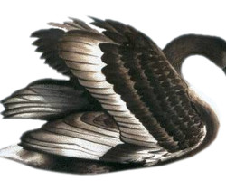 Черный лебедь - Картинки клипарт