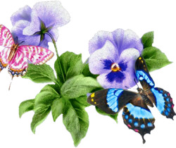 Бабочки и цветы - Блестящие картинки glitter