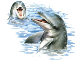 Дельфины - Блестящие картинки glitter