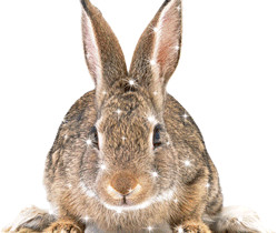 Серый кролик - Блестящие картинки glitter