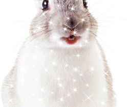 Белый кролик - Блестящие картинки glitter