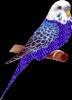 Попугай - Блестящие картинки glitter