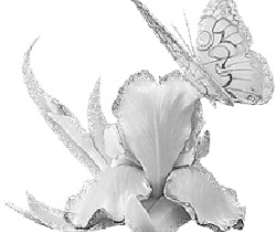 Белый цветок и белая бабочка - Цветы GIF