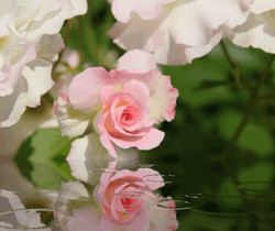 Живая роза - Цветы GIF