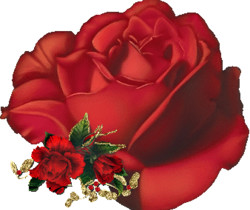 Роза красная - Цветы GIF
