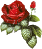 Роза - Цветы GIF