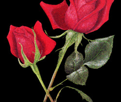 Розы блестящие на черном фоне - Цветы GIF