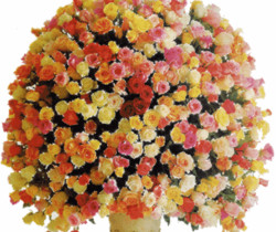 Букет роз - Цветы GIF