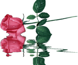 Алая роза - Цветы GIF