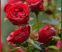 Розы для тебя - Цветы GIF