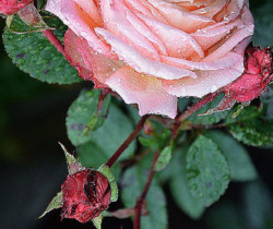 Красивая роза - Цветы GIF