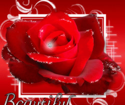 Красивая мерцающая роза - Цветы GIF