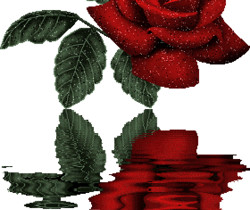 Блестящая красная роза - Цветы GIF