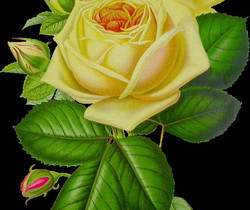 Роза хамелеон - Цветы GIF