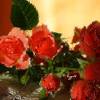Красные розы тебе - Цветы GIF