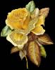 Блестящая золотая роза - Цветы GIF
