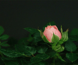 Роза распускается - Цветы GIF