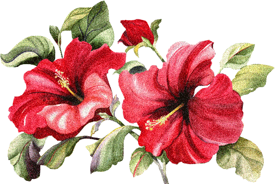 Красные цветы - Цветы GIF