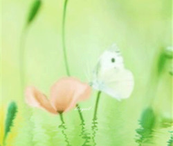Бабочка на цветке анимация