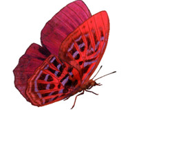 Красная бабочка анимация