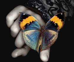 Бабочка блестящая - Картинки бабочки анимашки