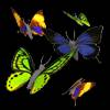 Анимационные порхающие бабочки