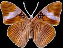 Шикарная блестящая бабочка