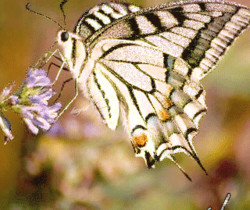 Красивая бабочка - Картинки бабочки анимашки