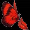 Красная бабочка на губах