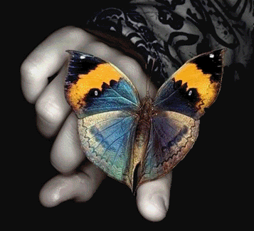 Бабочка блестящая - Картинки бабочки анимашки