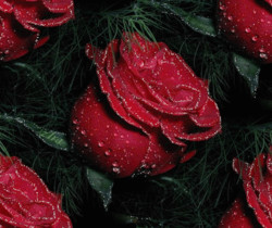 Багровые розы - Бесшовные фоны